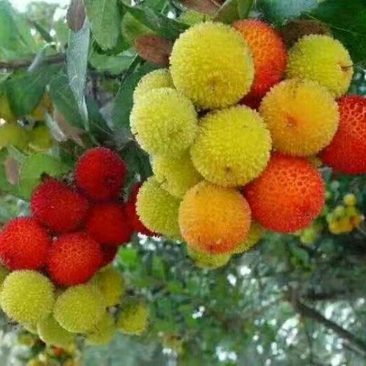 香草