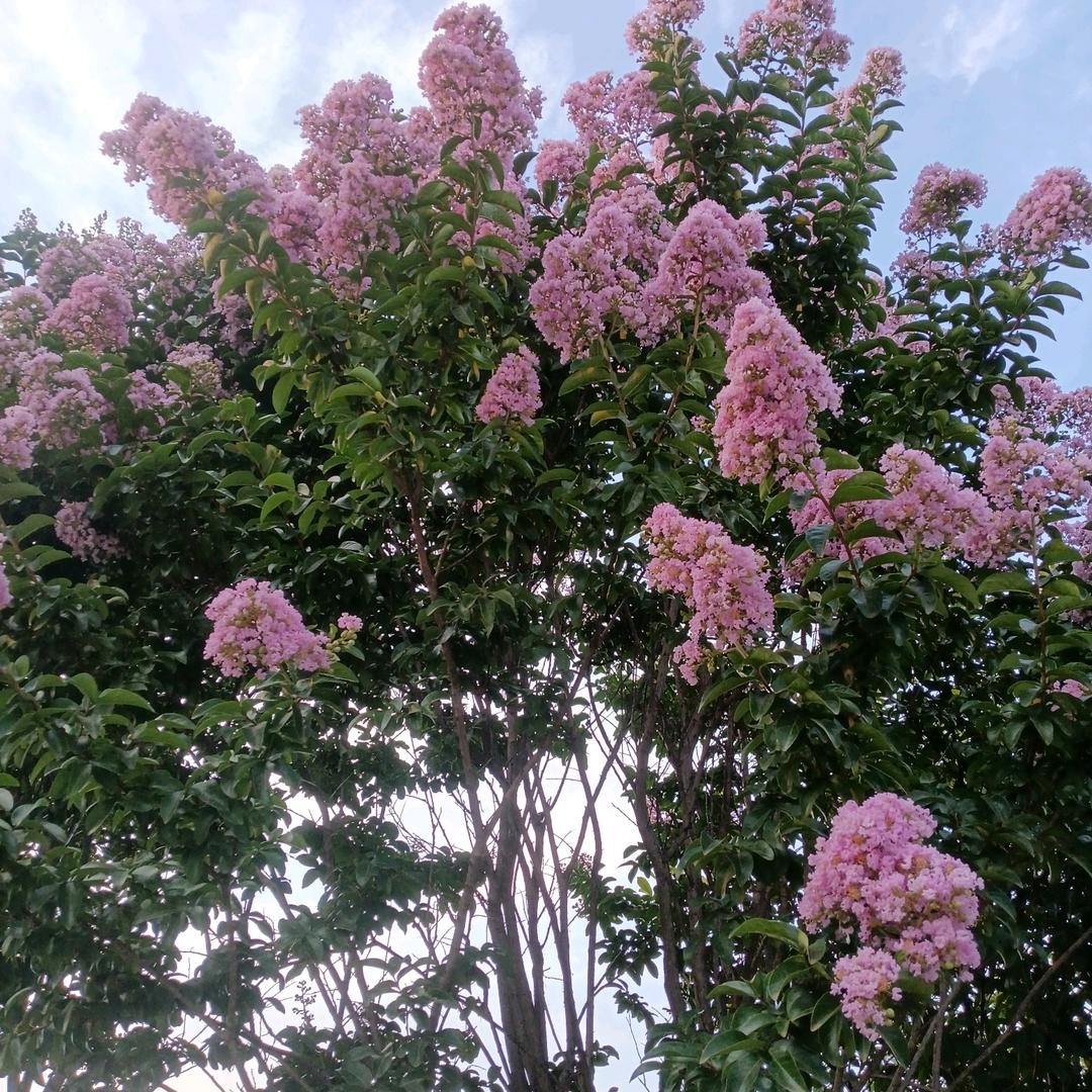 侯孝春