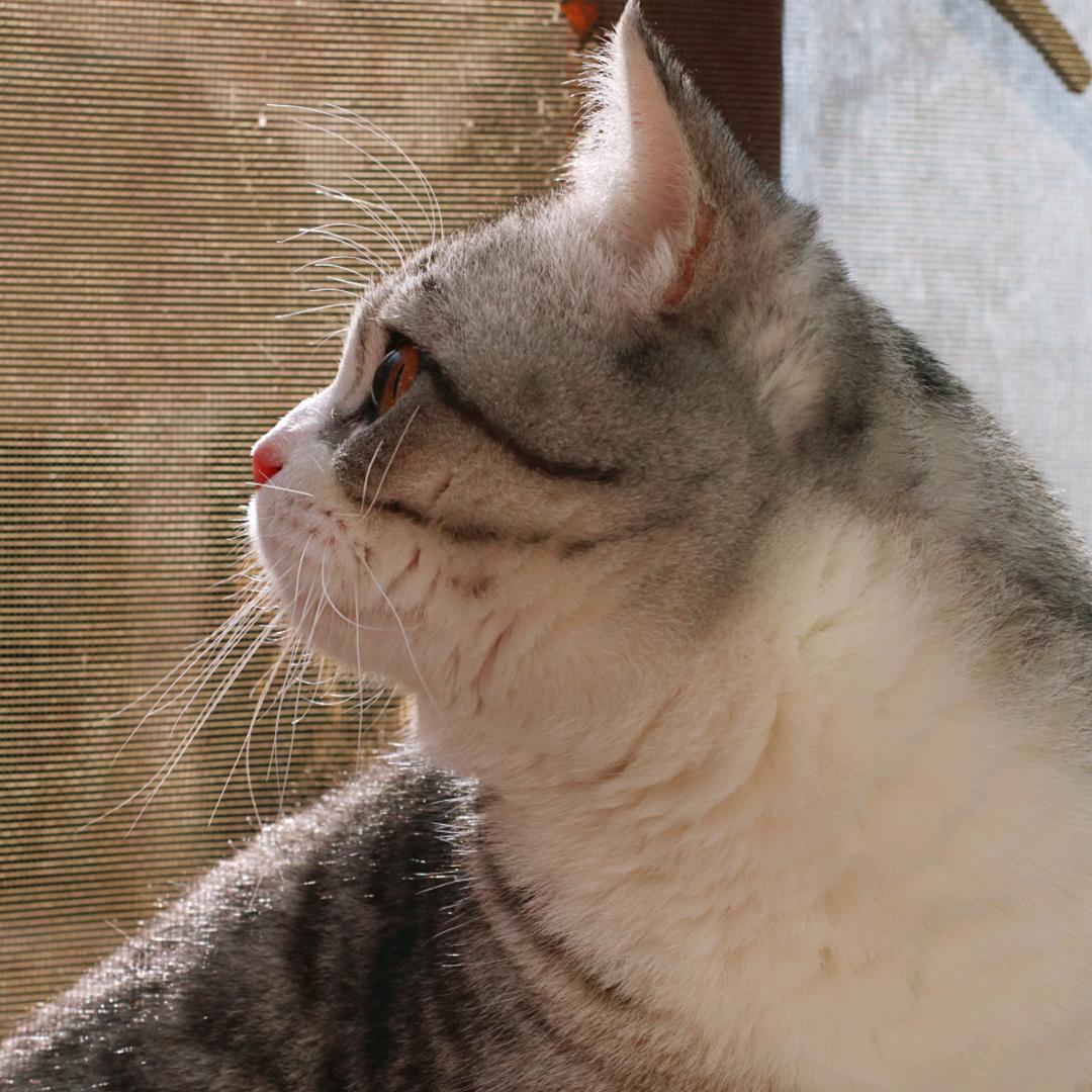 十五猫猫甜不甜