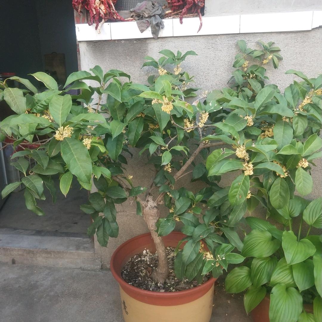 知否忆否.，，，，，，，，，，，