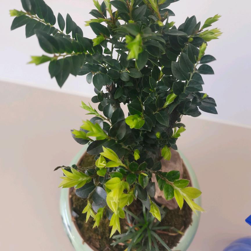 小花爱美食