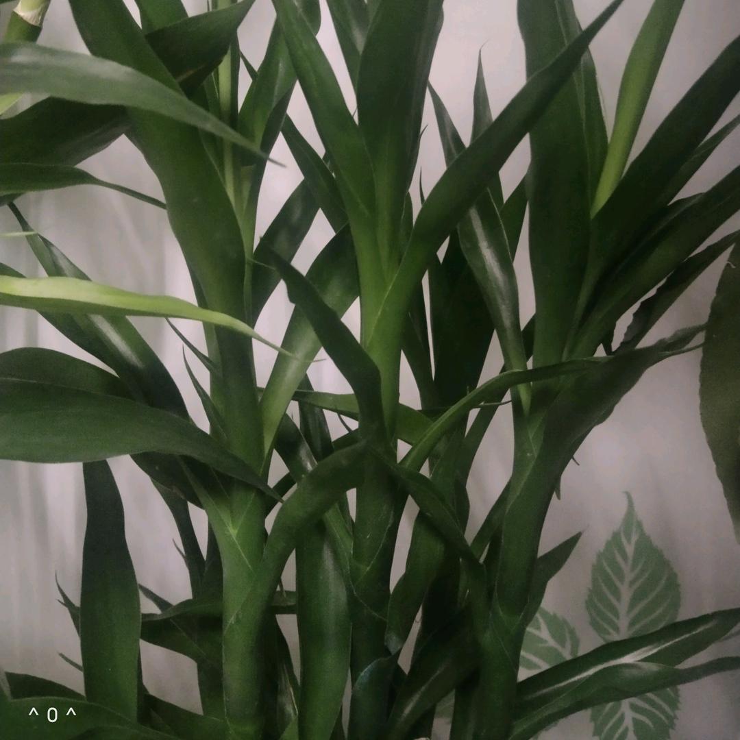 凤