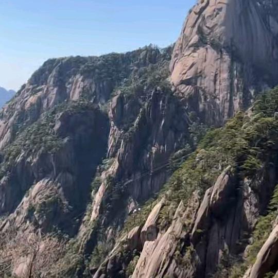 曦阳茶叶