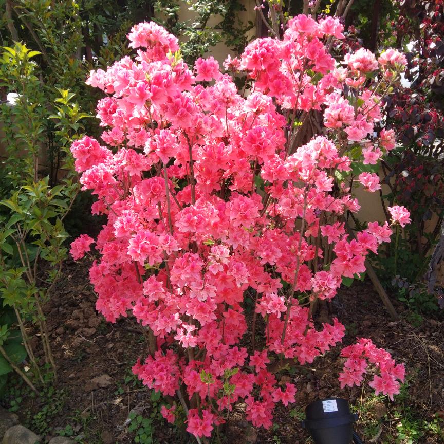 寂寞小侦探（包括微信网名）