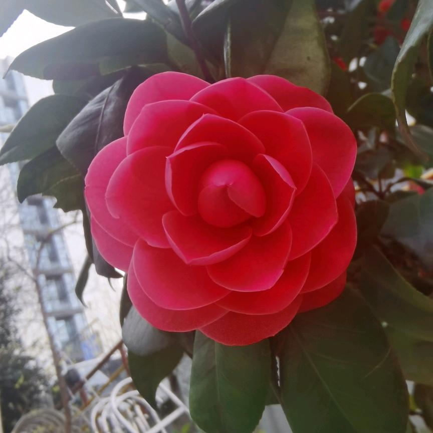 🍓梅🍓