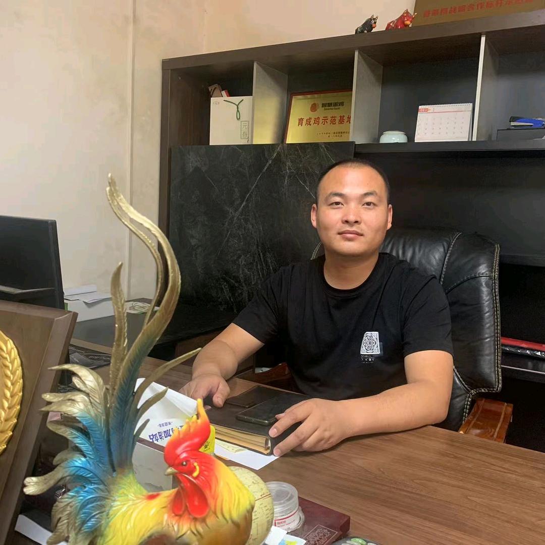 青年鸡育雏—河南世丰禽业-王涛