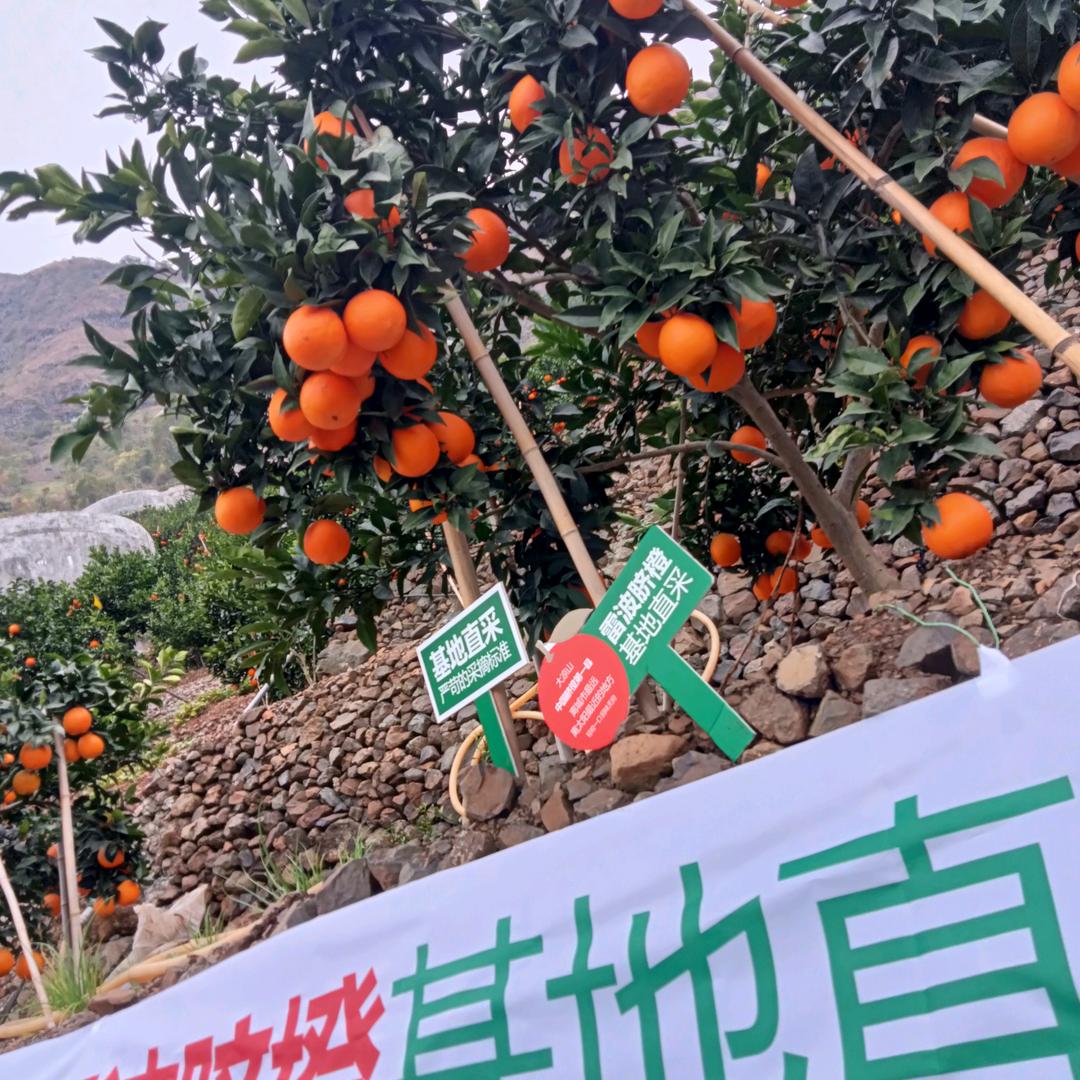 对比一下