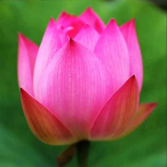 小老太《拒私聊》