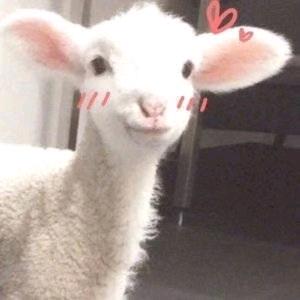 生抽