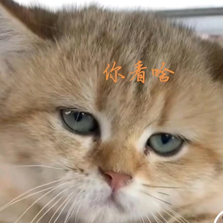 宝贝回家吃饭吗