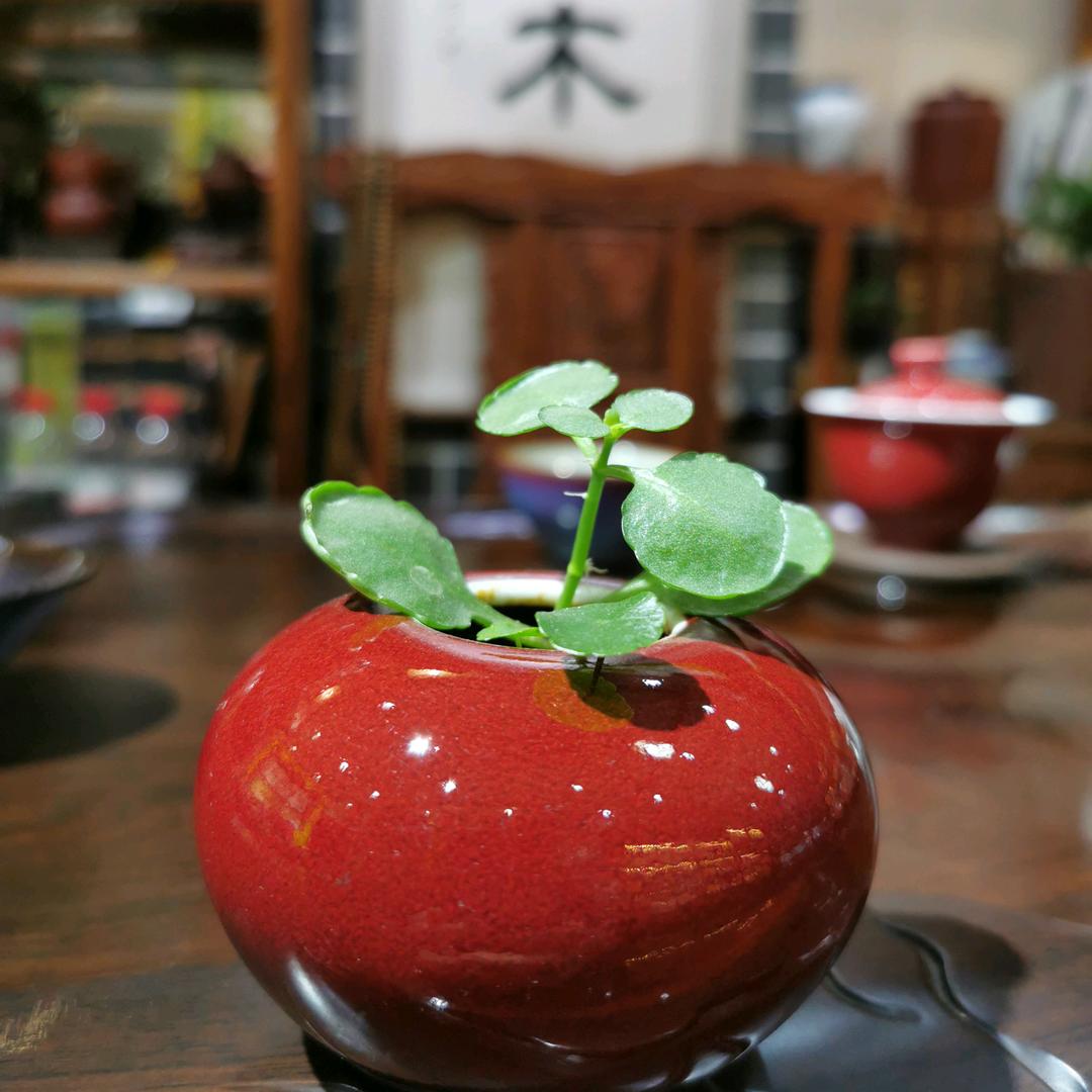 小敬姐的茶