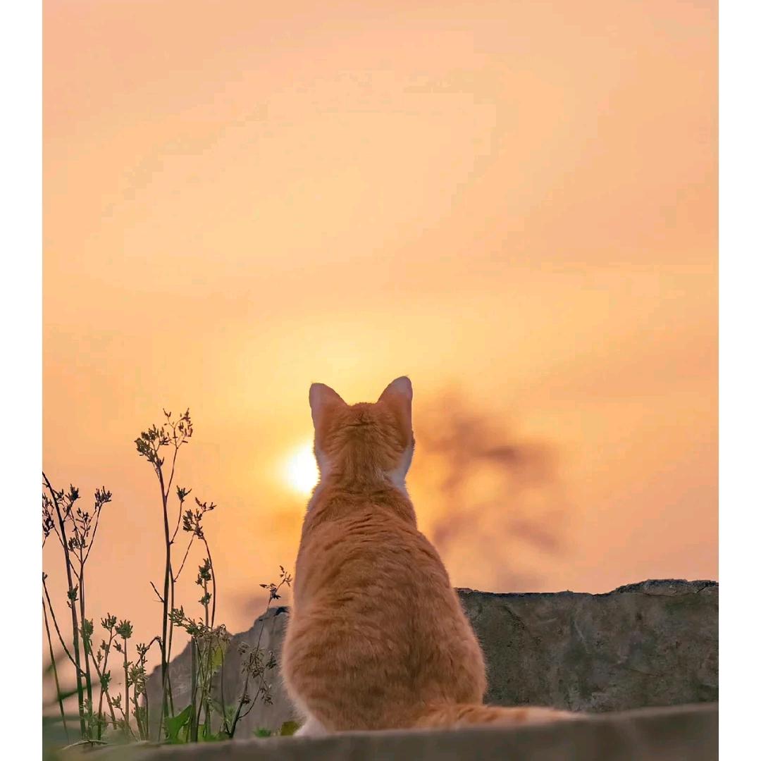 °H﹏
