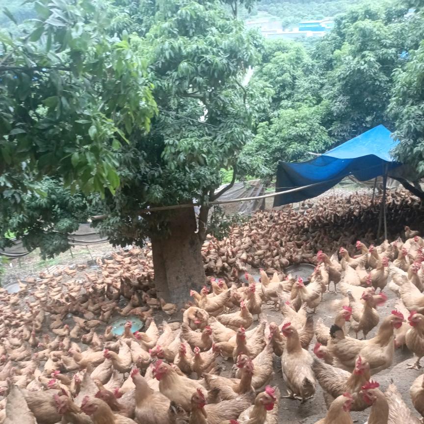 明哥