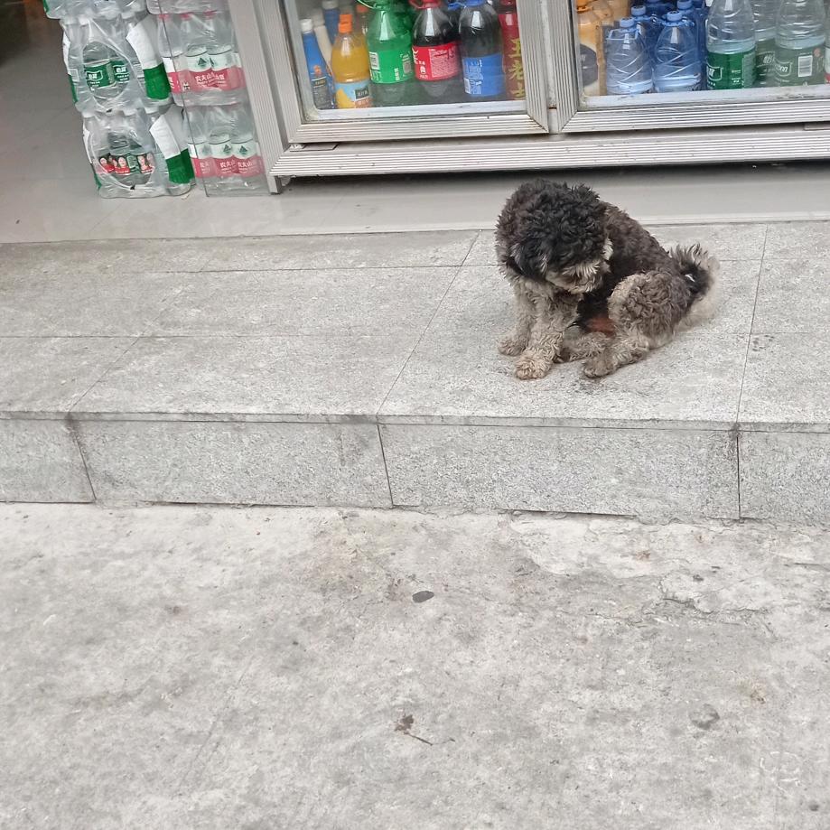 小珍