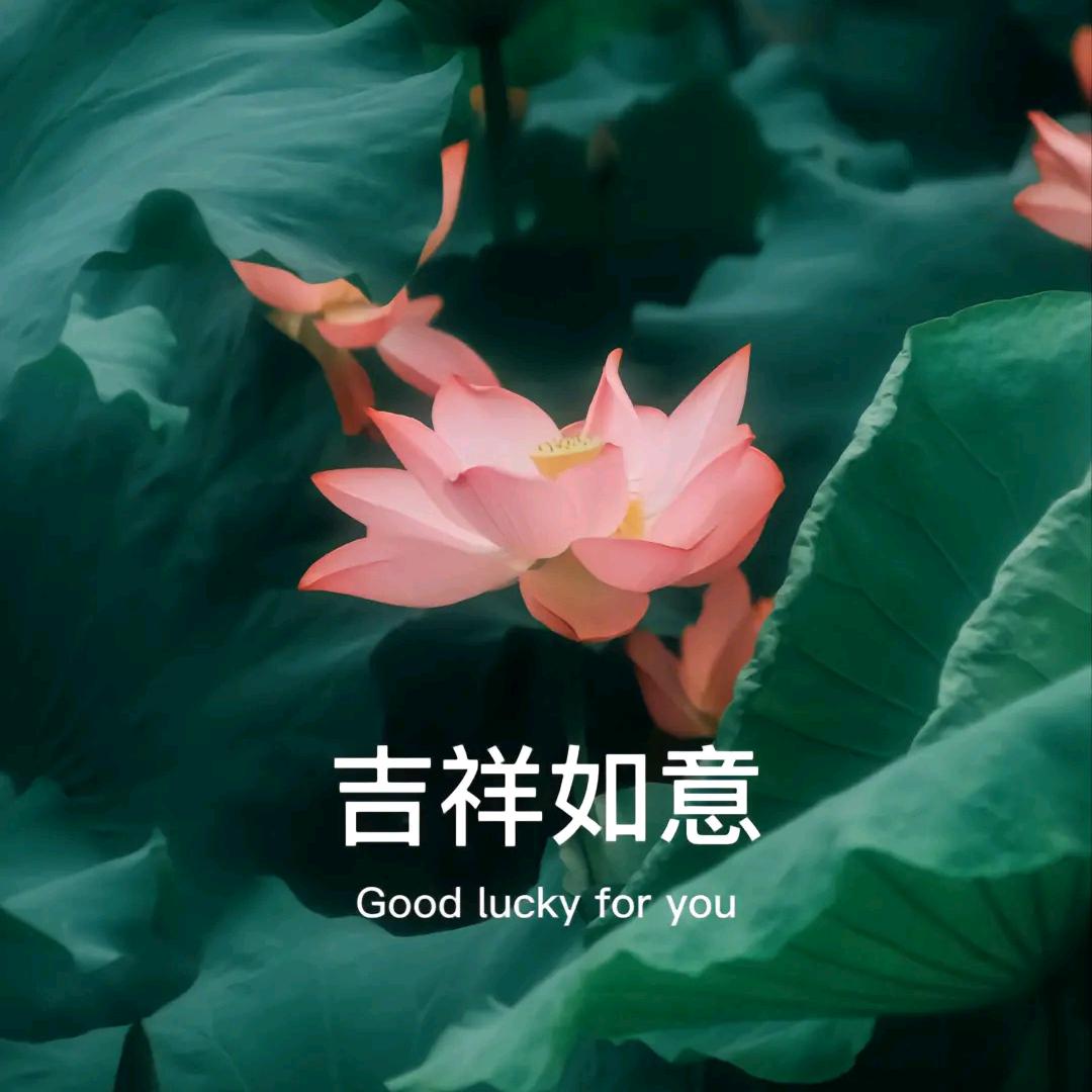 凤凰花开