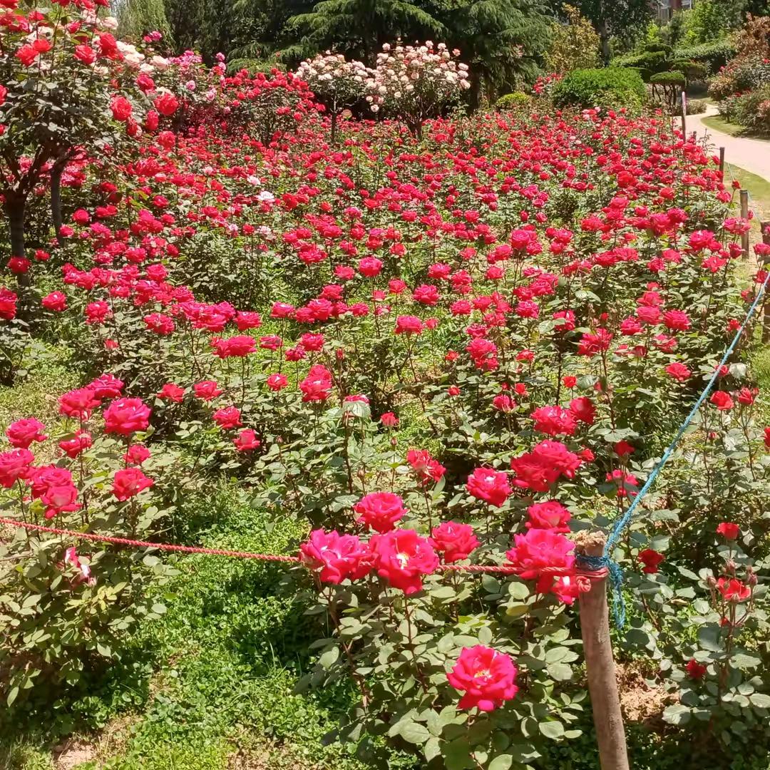 小陈（新人直播）