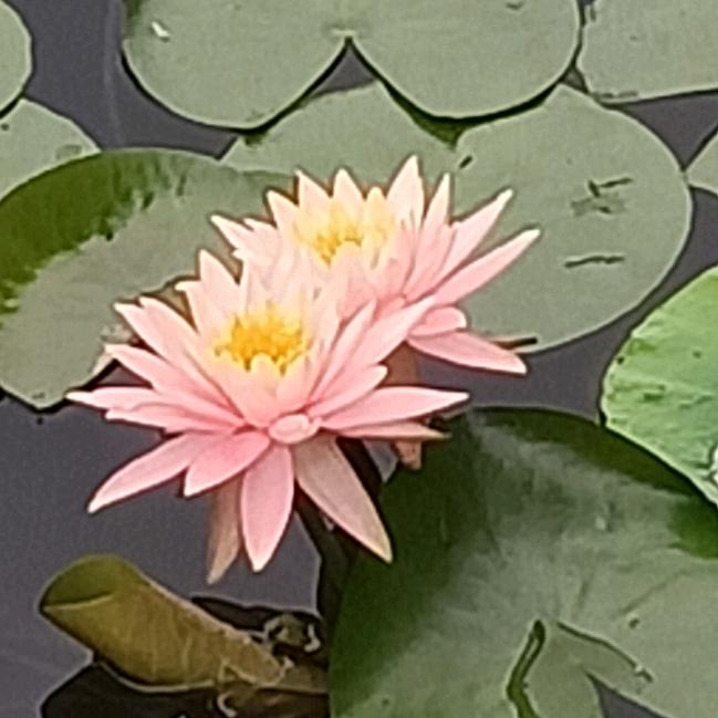 菜心