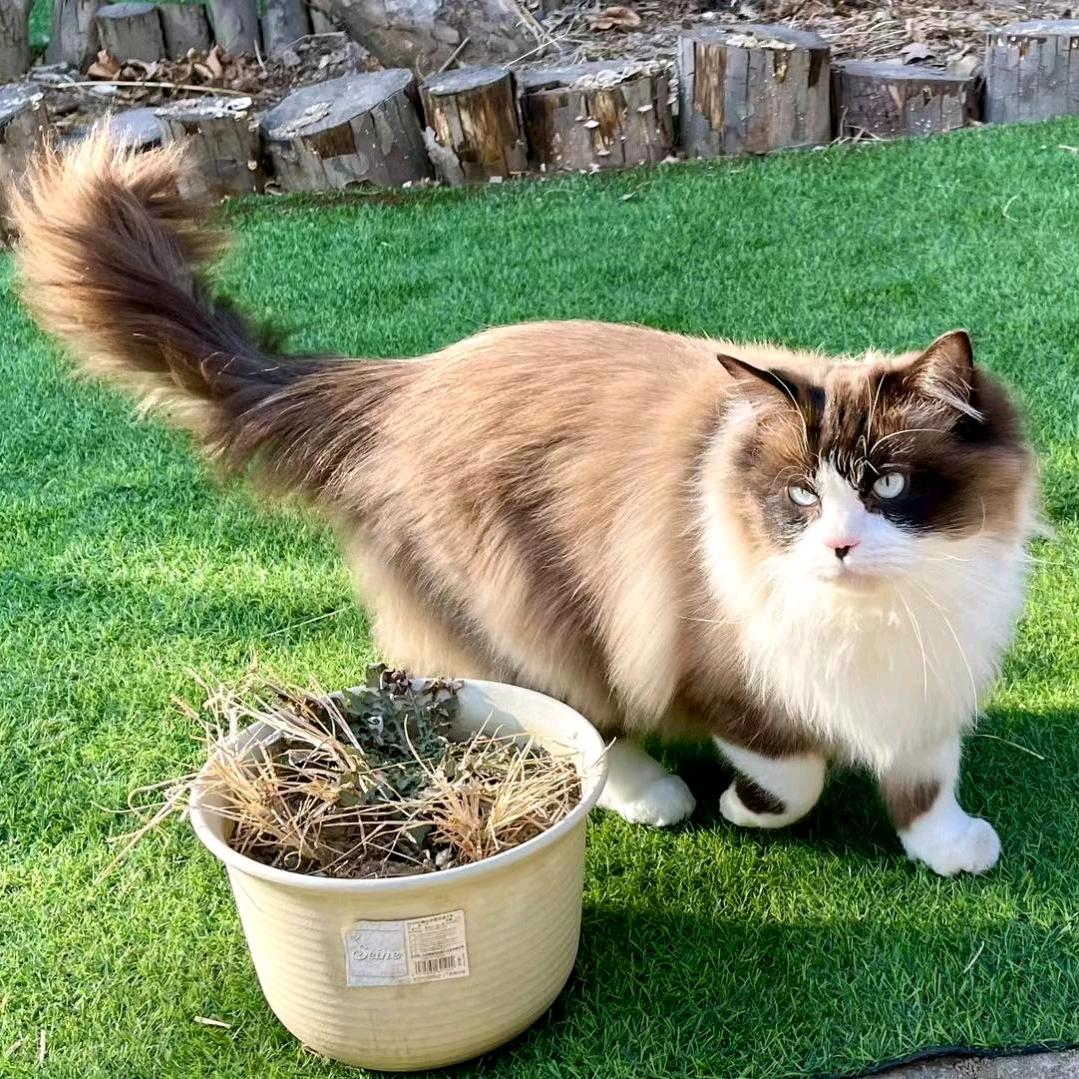 小刺猬😘
