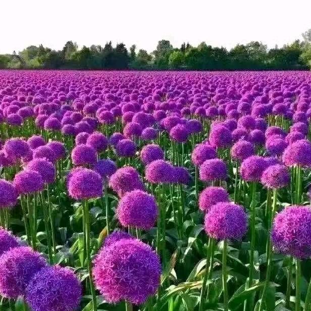花卉苗木种植批发基地