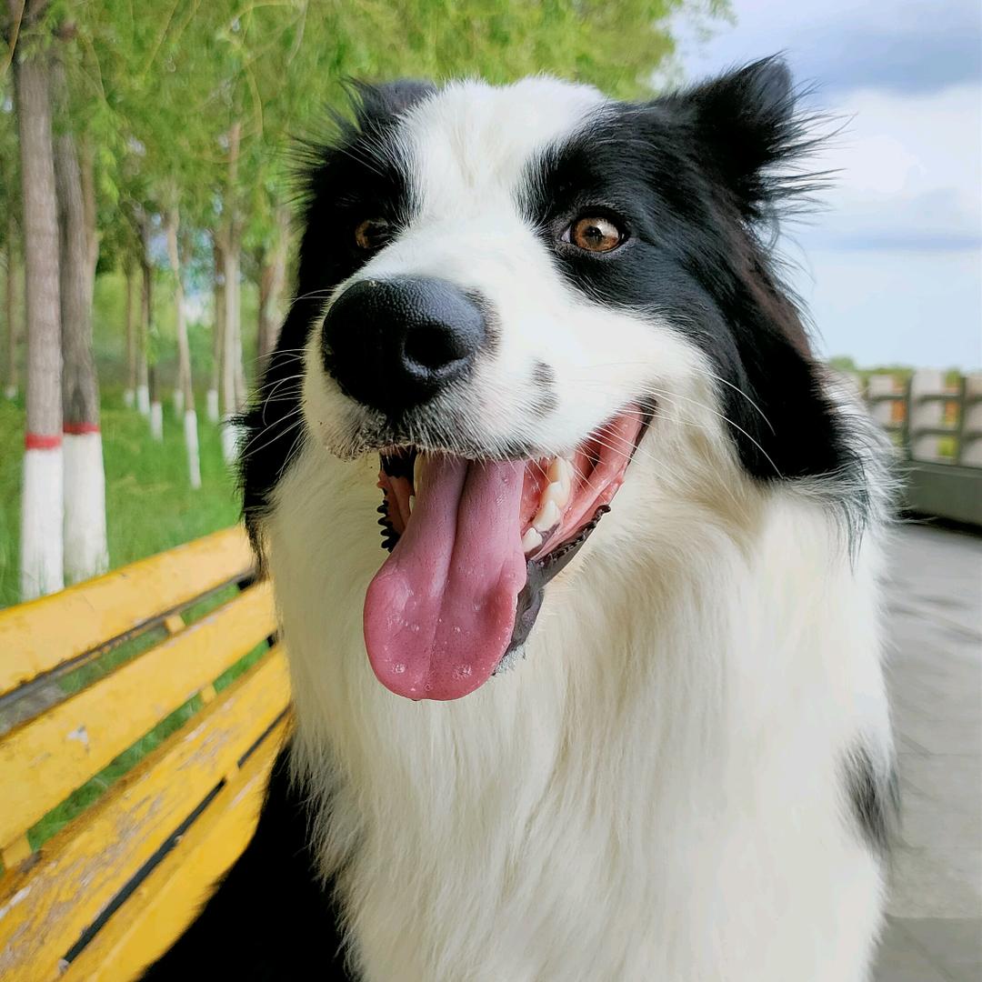 边牧十三