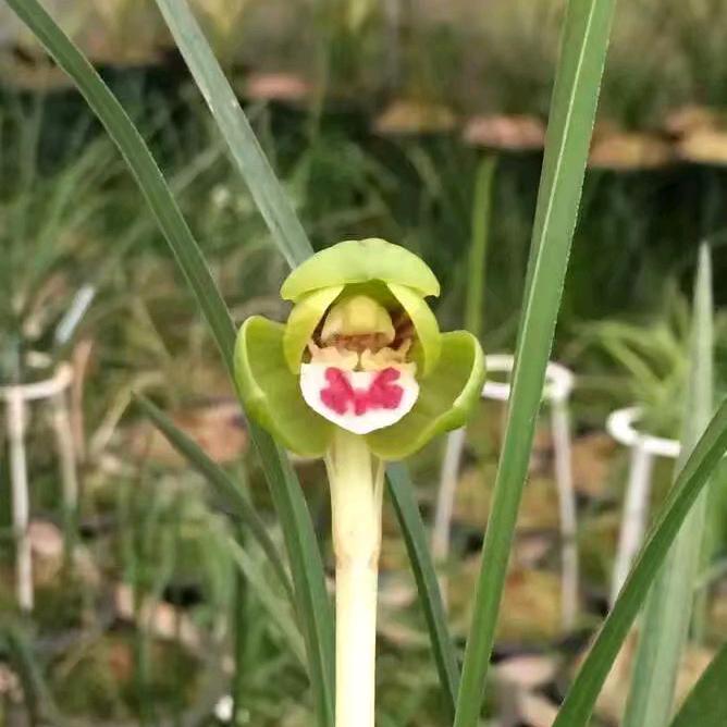 阝日宀击月疋，