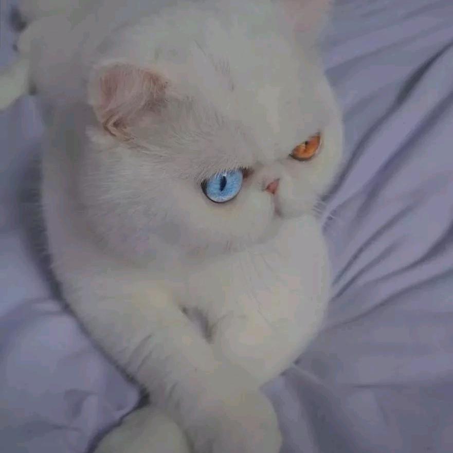 花果山大道水帘洞路边该溜子在逃火热直立猿