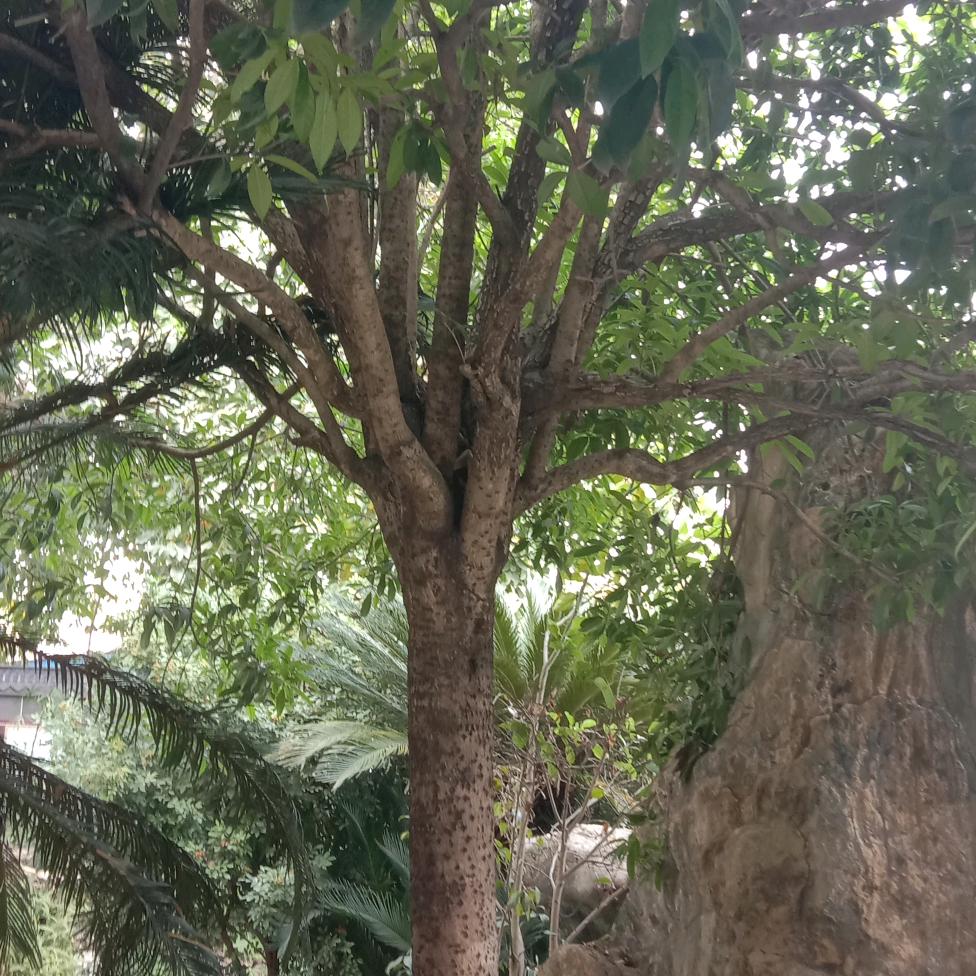 龍虎王祌😎，🌴，🐎，🍍，陈