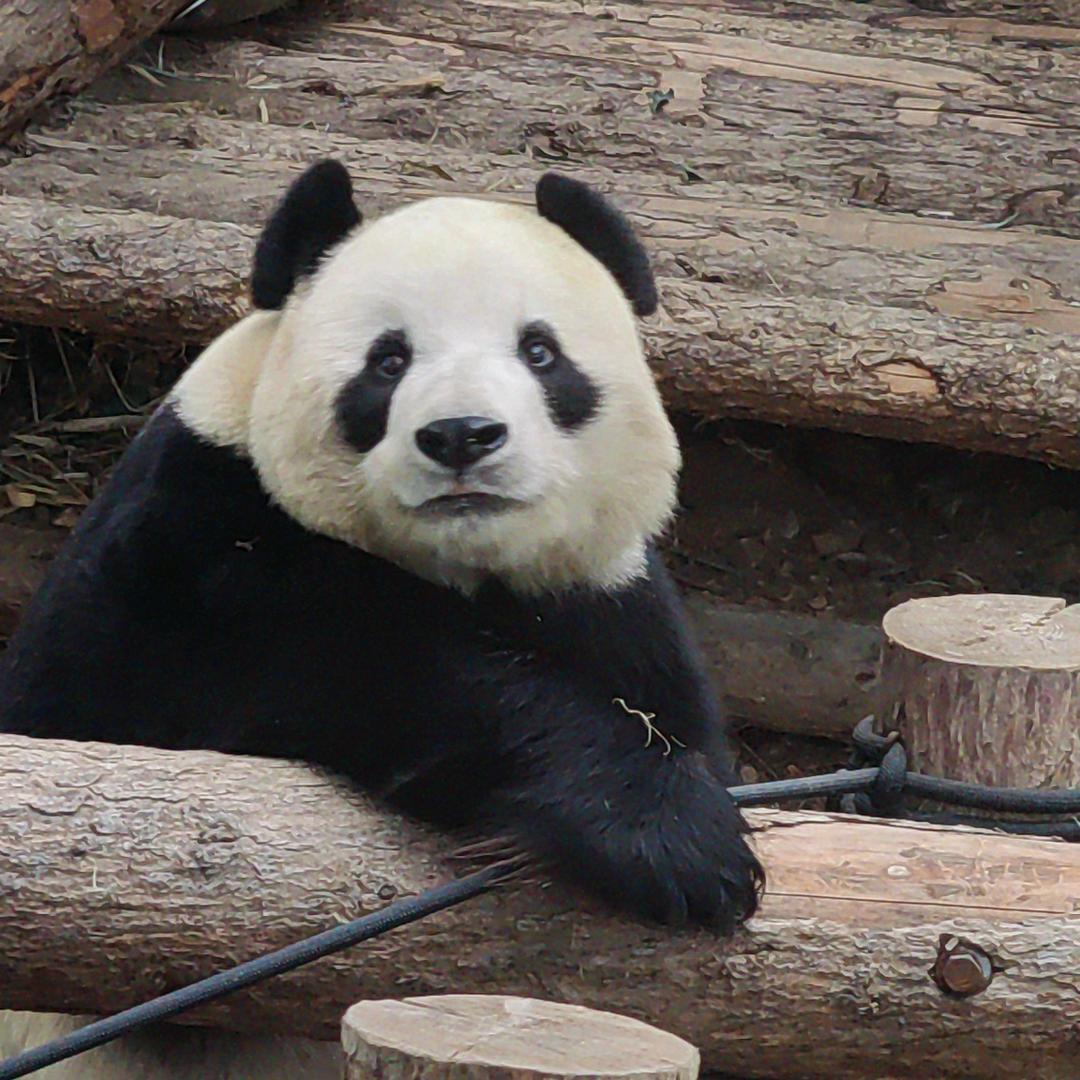 小白熊🐼