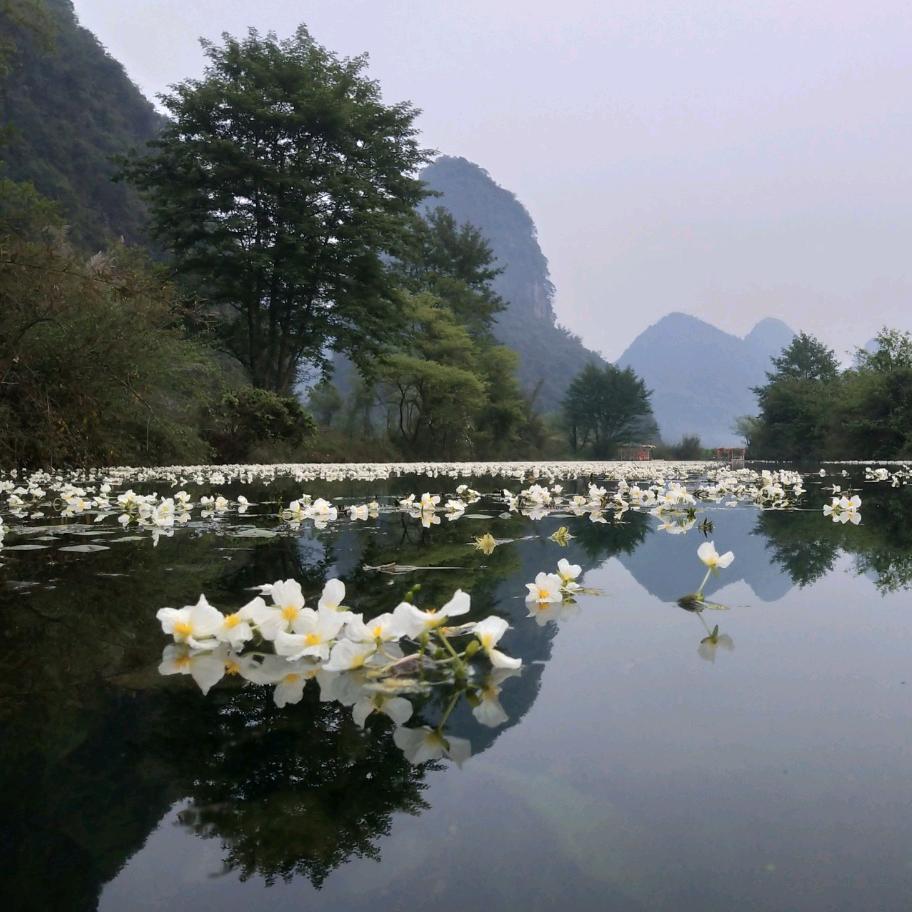 我家门口有条会开花的河