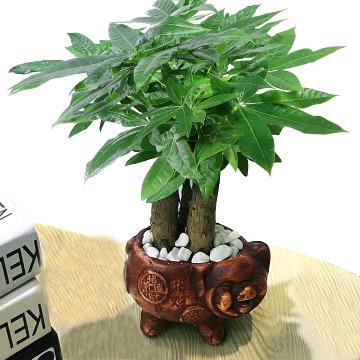 昨夜星陈