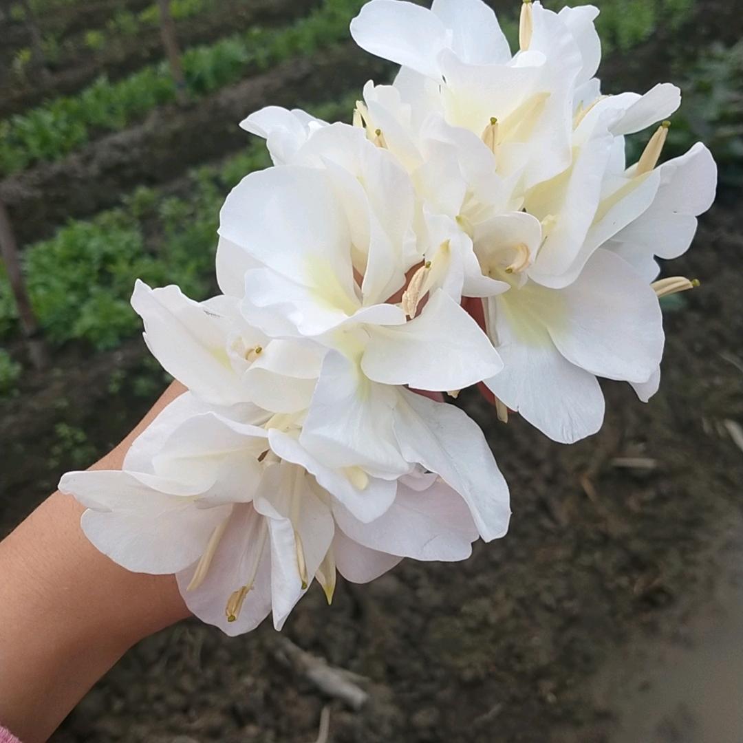 兰（有关必回）