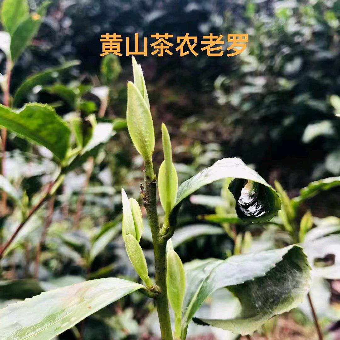 罗有原