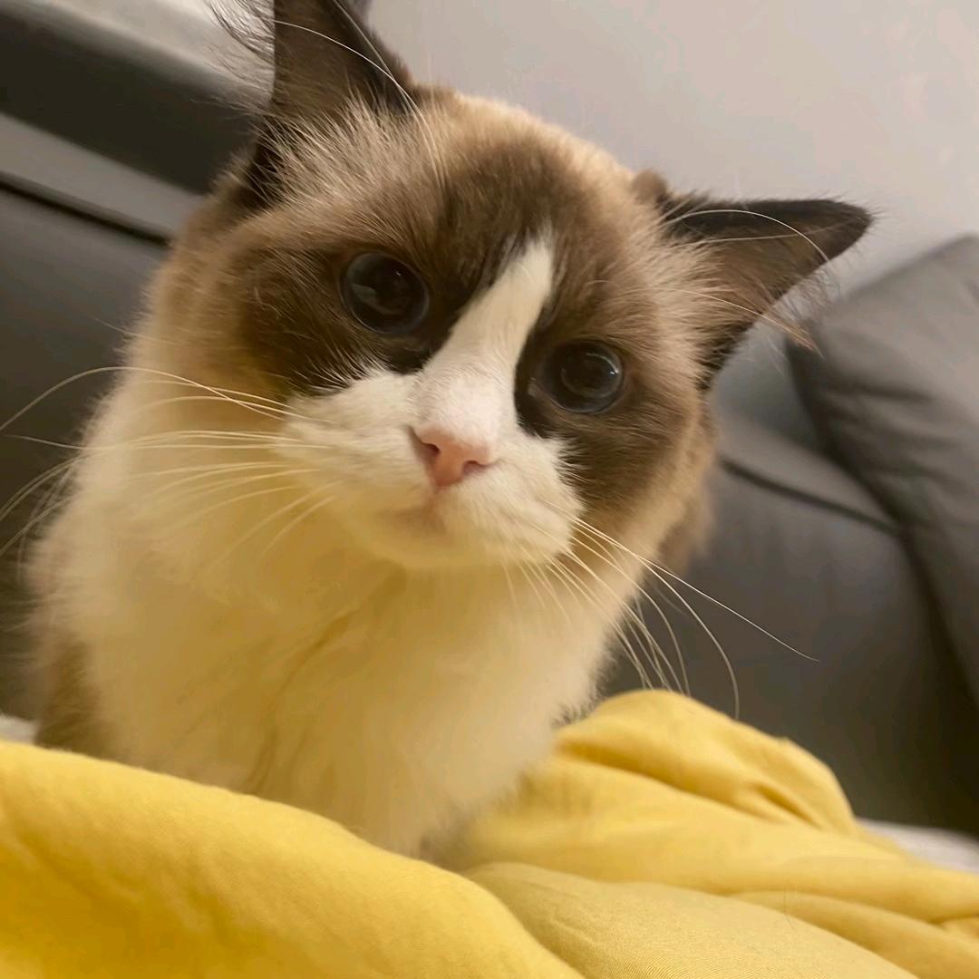 宠麻了宠物用品