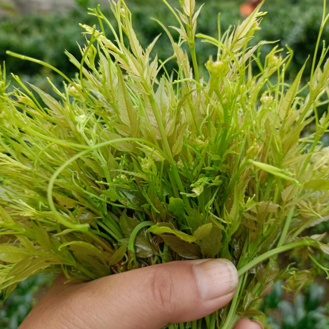 莓茶大姐