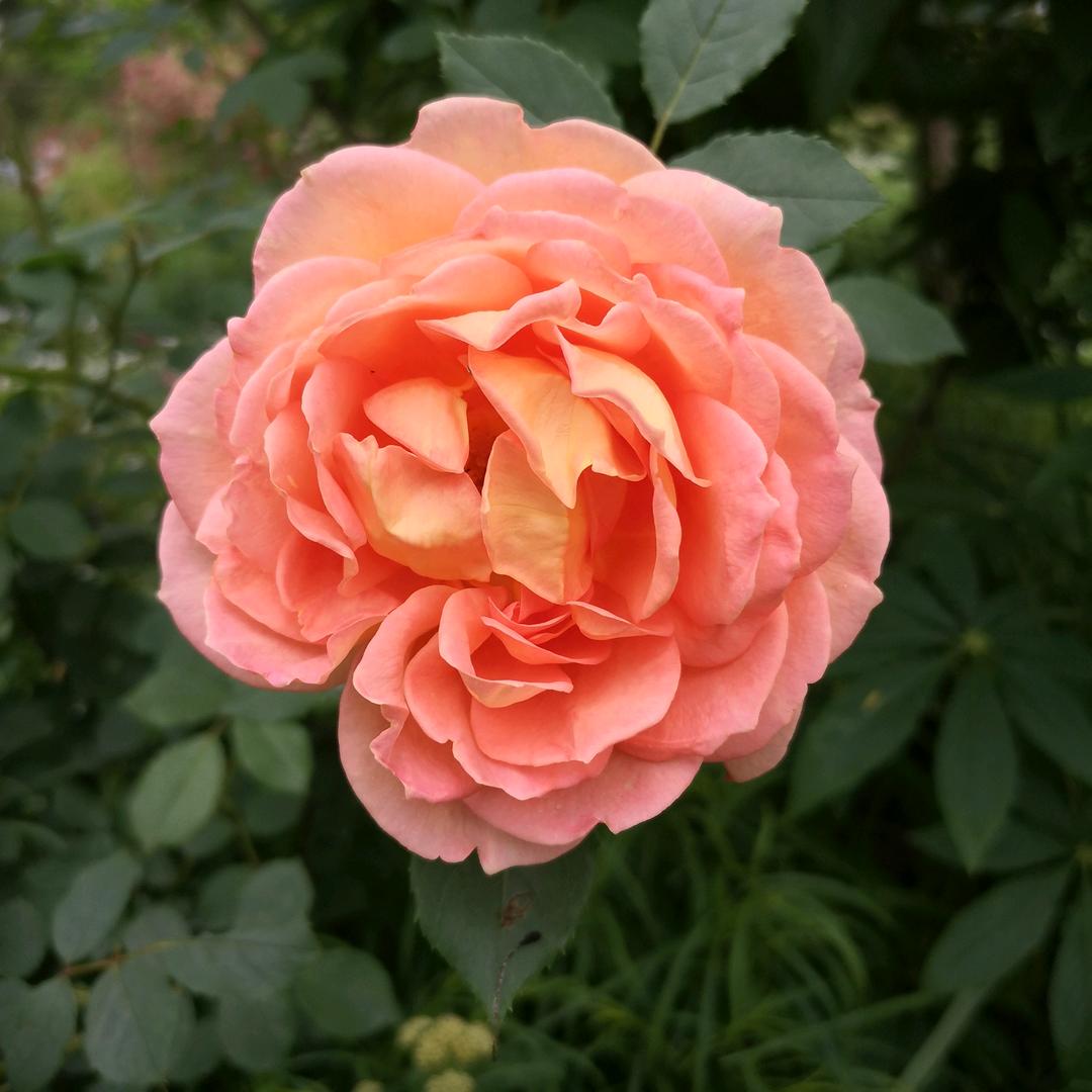 安妮种草 ⁶⁶¹