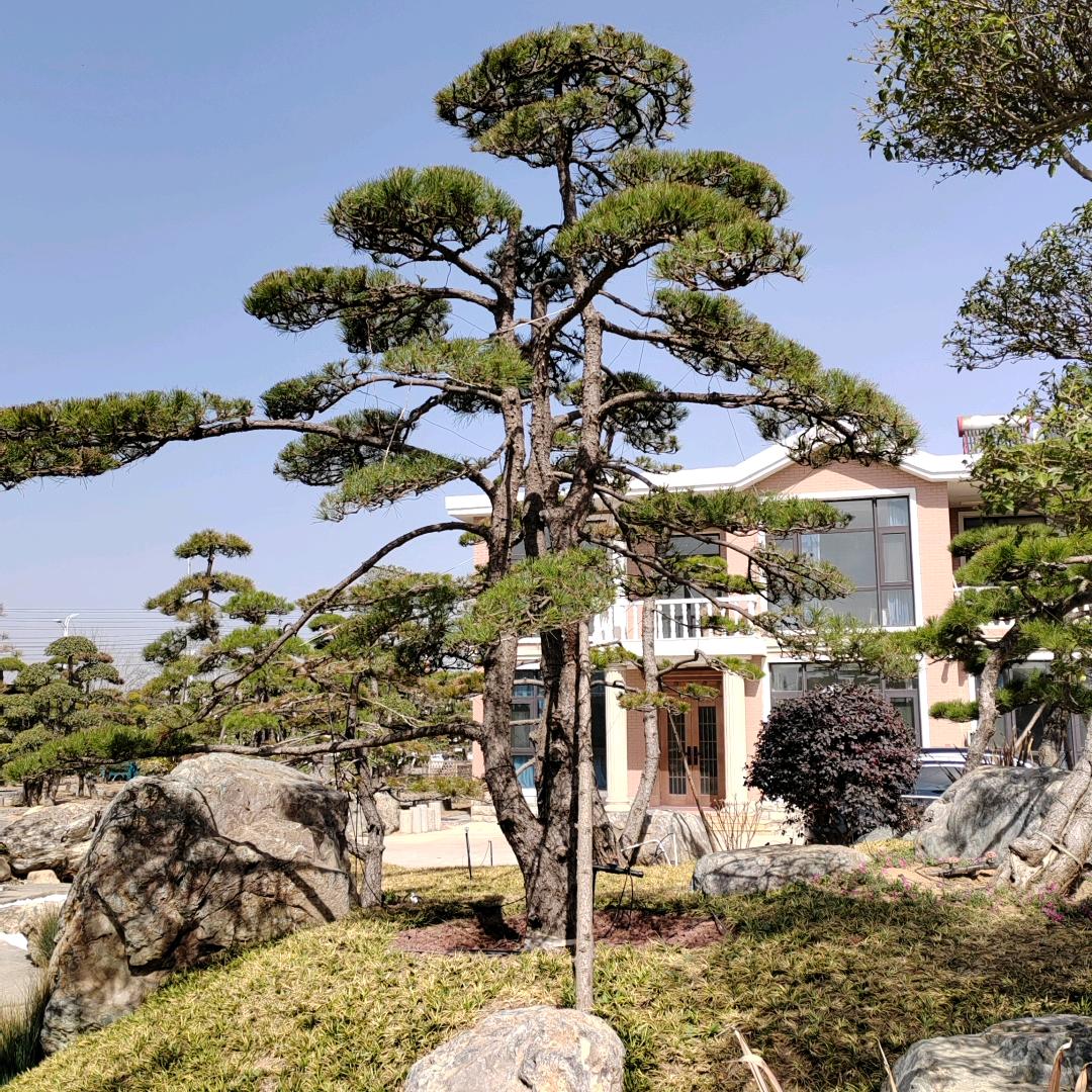 聆听风声