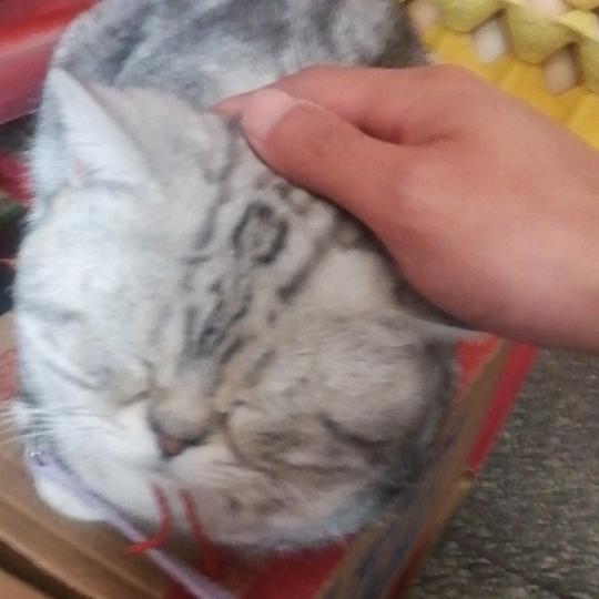 zzy话少老登