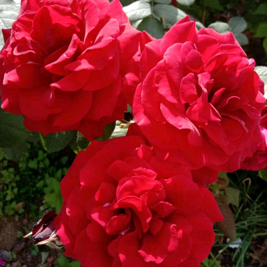 春风十里不如你( ﹡ˆoˆ﹡ )