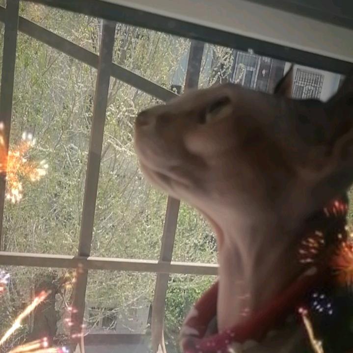 🍓烟雾缭绕🍓