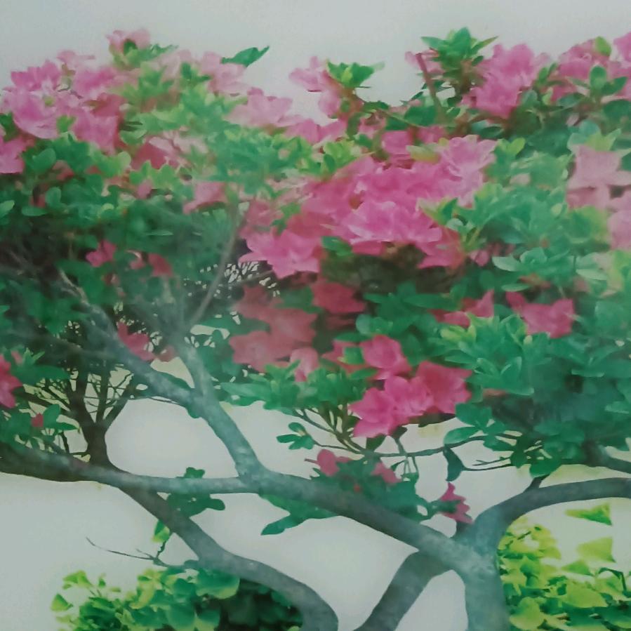 闲着无聊，看美女