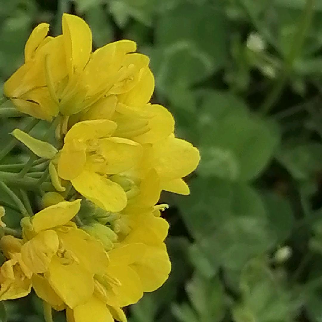 草树木