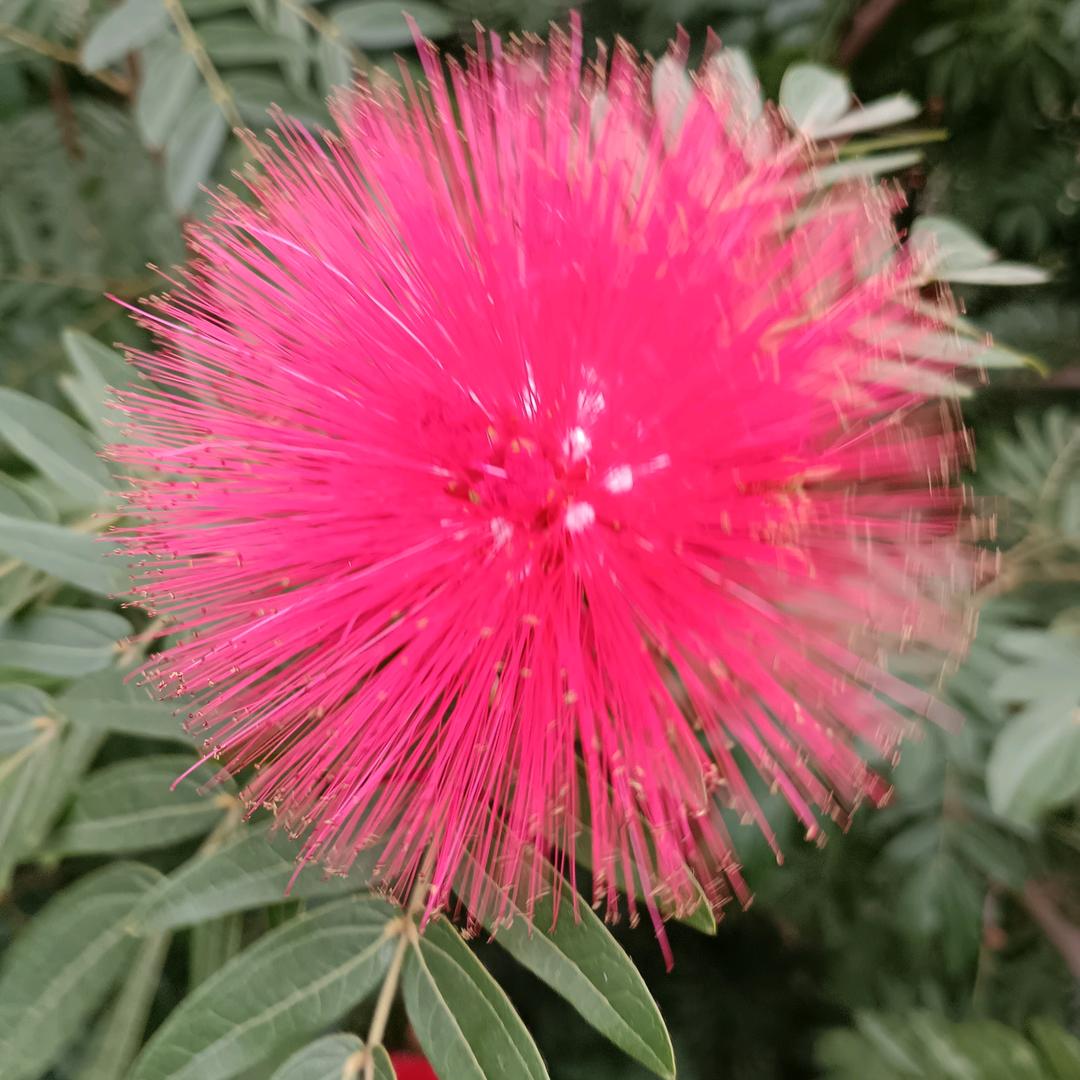 栀子花开