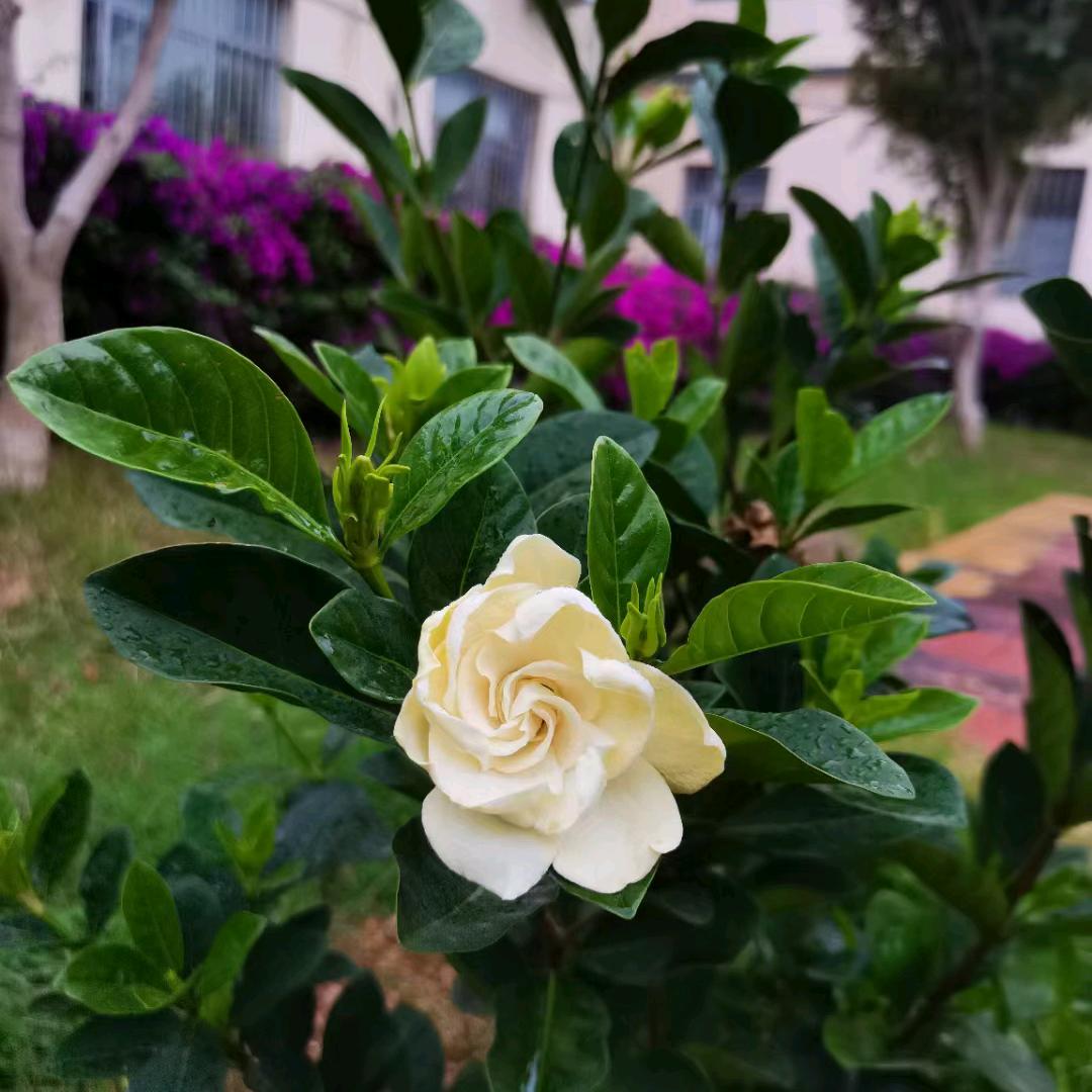 蝴蝶为花醉🥰