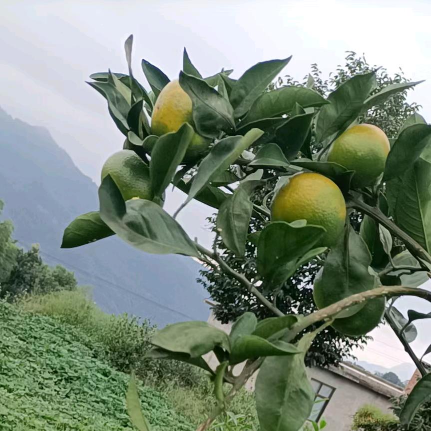 小肖