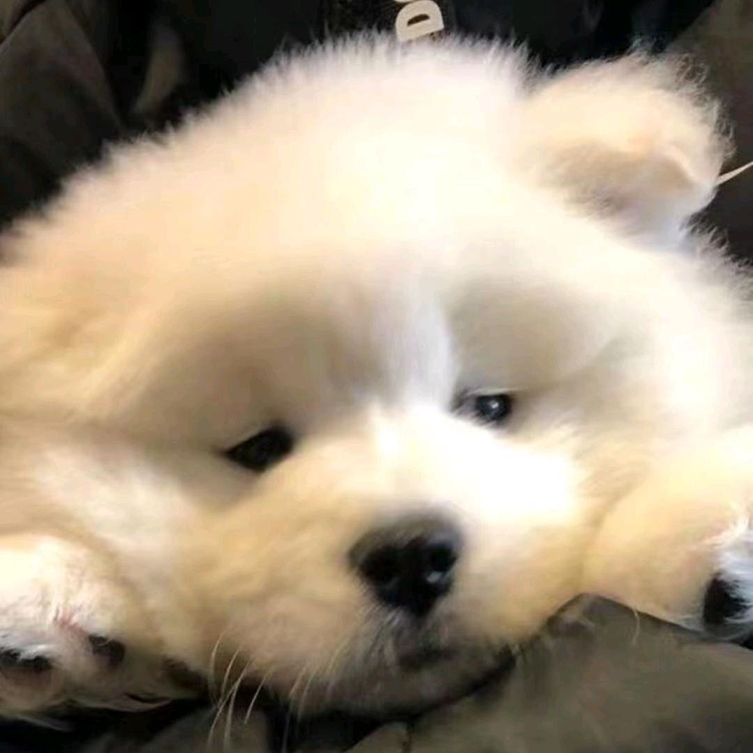 果果比