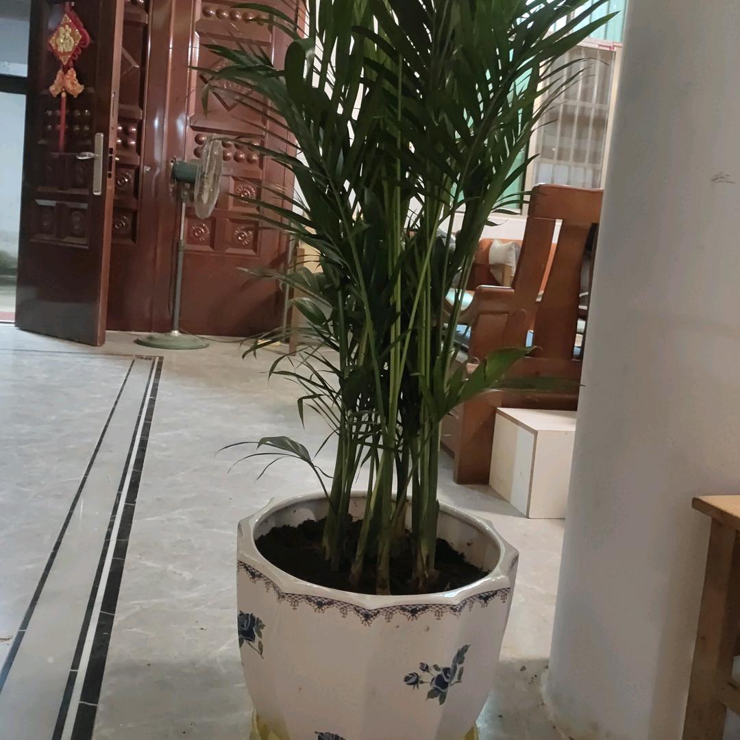 陆大姐