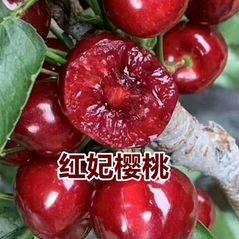 真心真意过一生