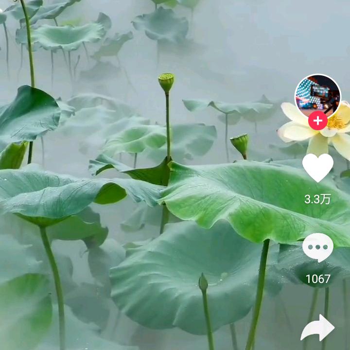 水芙蓉