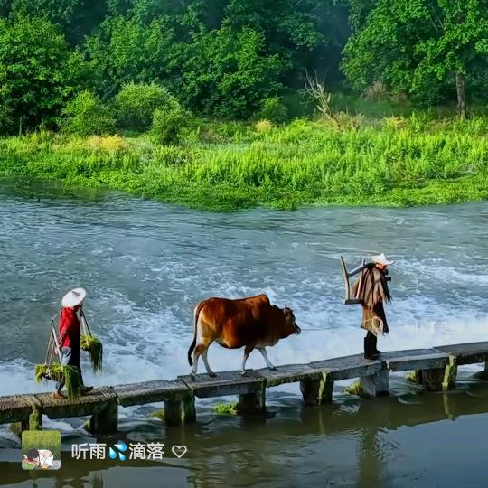 听雨滴落