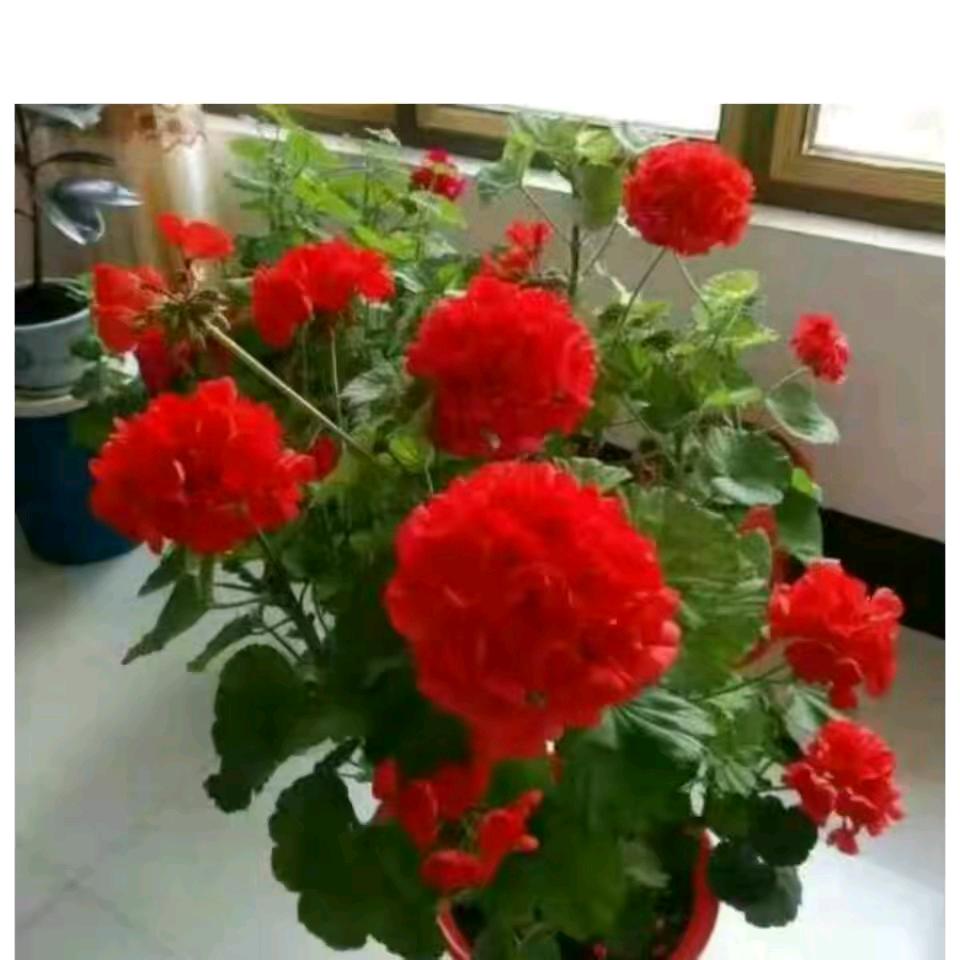 重情重义